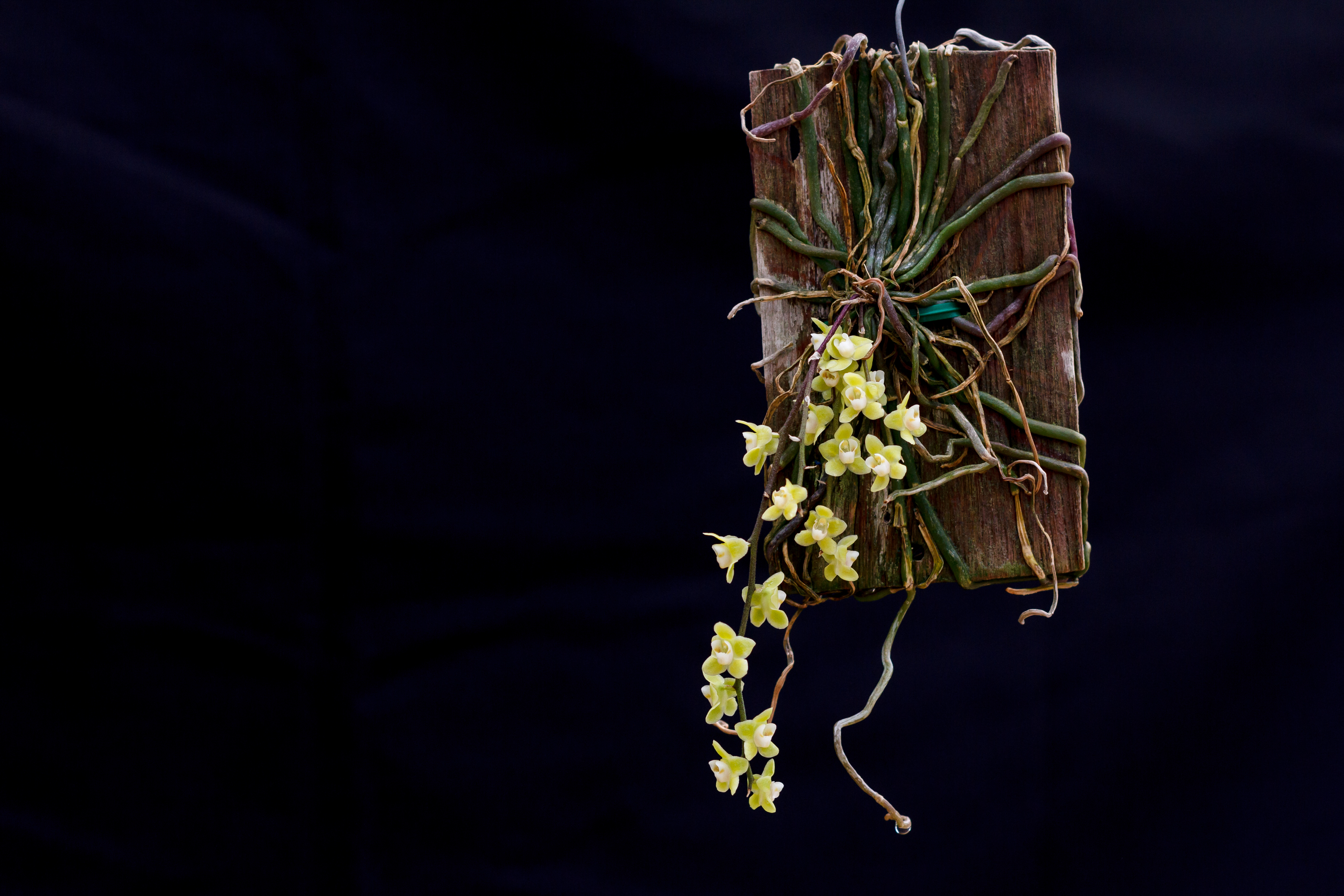 ภาพที่4 Chiloschista viridiflava Seidenf.